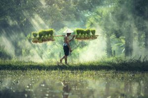 Crowdfunding Syariah sebagai Sumber Dana Alternatif untuk Petani Kecil di Yogyakarta